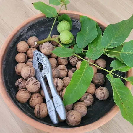 Apartment Pod Orzechem