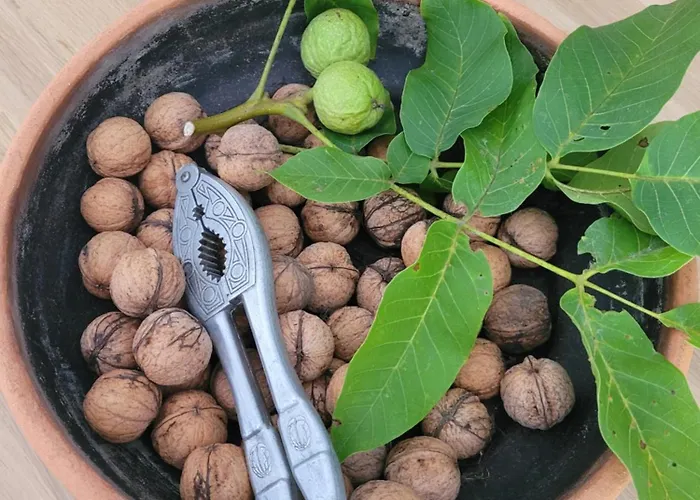 Appartamento Pod Orzechem